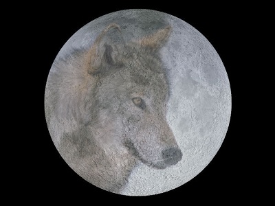 La luna llena de enero es llamada Luna Lobo. Se llama as por las manadas hambrientas de lobos que allan a la noche. Las tribus Algonquian de nativos americanos tenan <a href="/earth/moon/full_moon_names.html&edu=elem&lang=sp&dev=">muchos nombres diferentes</a> para la luna llena durante el ao, reflejando sus conexiones con la naturaleza y las <a href="/the_universe/uts/seasons1.html&edu=elem&lang=sp&dev=">estaciones</a>, caza, pesca y agricultura.<p><small><em>Imagen cortesa de Ventanas al Universo</em></small></p>